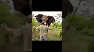 elephant danger#shots #hits YouTube viral video
