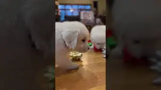 Puppy holiday playtime