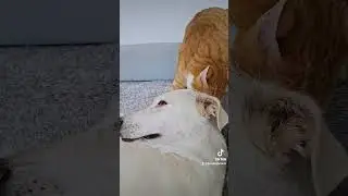 Сладкая булочка 🤍
