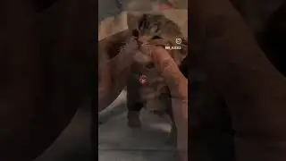 🐈 #cat
