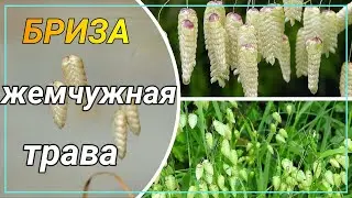 БРИЗА. ТРЯСУНКА. Удивительный злак, украсит вашу клумбу.Декоративные злаки.