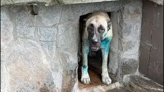 VURGUNUN TEDAVİSİNE BAŞLADIK