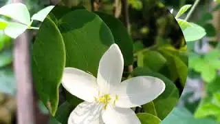 PHOTOGRAPHY (Theme:Flower)