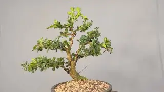 Transforming a Boxwood shrub into a bonsai tree