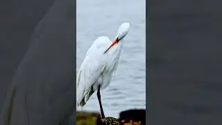 Great egret on beach 