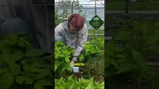 Сколько побегов оставить_ Смешные моменты! #огород #сад #малина