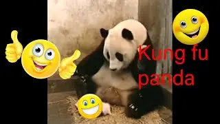 Kulguli hayvonlar. Funning animals.