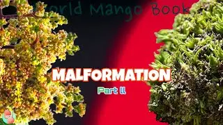 Mango MALFORMATION Disease - Part 2 || Everything About Malformation