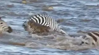 Crocodiles taking out a zebra herd