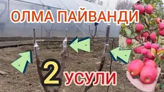 ОЛМА ПАЙВАНДИ. 2024.10.МАРТ КАНАЛГА ОБУНА БЎЛИНГ