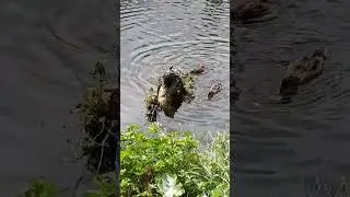 Детские эмоции🥰, утки...черепахи..