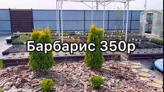 Новый сезон открыт. Каталог на апрель 2024. #гортензия #цена #питомникрастенийворонеж