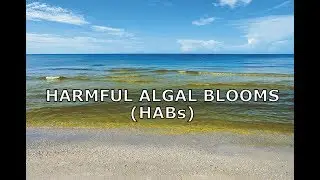 Harmful Algal Blooms (HABs)