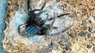 Xenesthis sp Blue molting