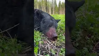 Valley of the Bears 2024 Alberta Bear Hunt @Cabela-s @CabelasHunting #cabelas  #cabelasinstinct