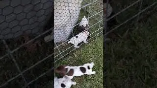 GSP puppies checking out the Duck Video 2