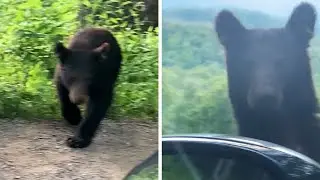 Curious Black Bear Greets Couple In Tennessee #shorts