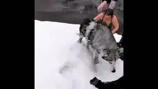 спасение собаки