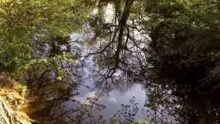 Birdsong by the pond.