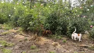 Такса Рикки и джек рассел Вейдж