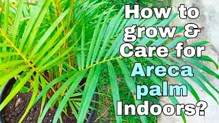 Areca Palm Complete Care guide | How to grow & Care for areca palm Indoors?