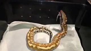 Blood Python Feeding #7 (HQ 1080p)