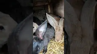Мои любимки!