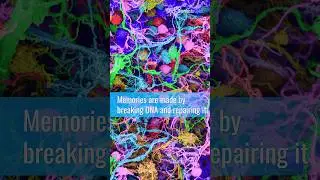 Memories are made by breaking DNA and repairing it