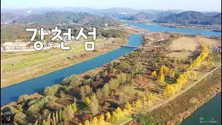 강천섬 은행나무 길(2024.11.04)