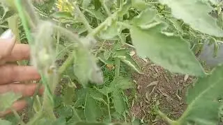 🍅Обзор томатов ч. 2🍅🍅