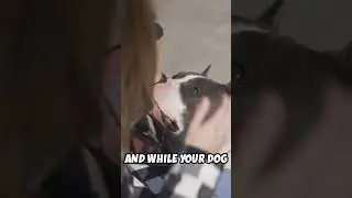 Ants vs Dogs: Smell Showdown!