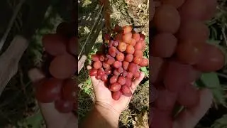 Виноград Богема