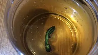 CARA MENGGANTI AIR IKAN CUPANG