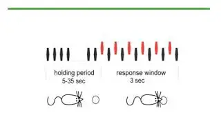 Experience-dependent plastic reorganization of auditory cortex