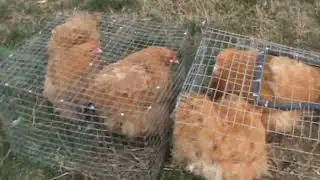 Ярмарка голубей г.Славянск-на-Кубани 20.02.2022г. 3часть