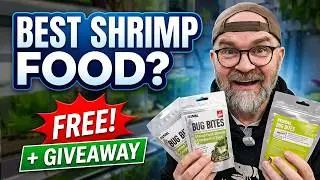 Fluval Bug Bites | Aquarium Shrimp Superfood or - Plus Giveaway🌿🦐