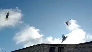 Несём потери, хищники отакуют.