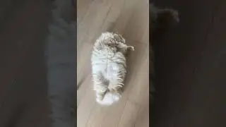CAT TRAINING | HOW TO TRAIN YOUR CAT | CAT VIDEOS | HONEST CAT | MEOWMEOW | #shorts