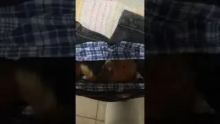 Кот в трусах
