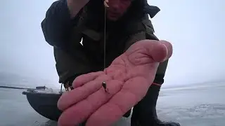 хорошая рыбалка на козу. Репино. Окунь. Плотва. Густера.