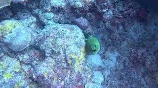 Beautiful Green Morey