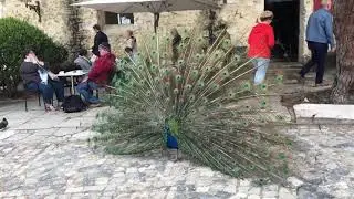 Peacock in Lisbon