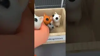 Kitty adoption shelter😿🐈 