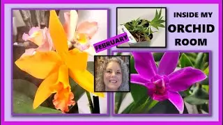 ORCHIDS IN BLOOM, A WEEKEND IN MY ORCHID ROOM, LETS VISIT