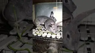 Отвар укропного семени для кроликов 