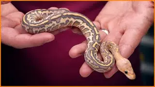 The Hypo Dark Knight! Brand New Hypo Clowns