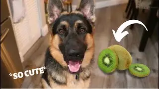 2 German Shepherds try Kiwi