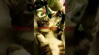 Уже скоро уберут 🌲, побаловаться нечем будет 😽 #котики #новыйгод2024 #котикитакиекотики