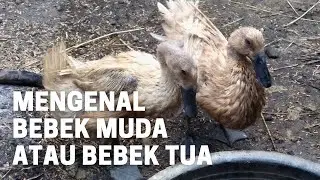 How to quickly tell the difference between young and old ducks 