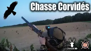 CHASSE DES CORVIDÉS - DEUX BELLES SORTIES - PROTECTION DES CULTURES